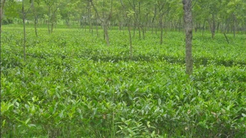 উত্তরের সমতলে চা উৎপাদনে রেকর্ড