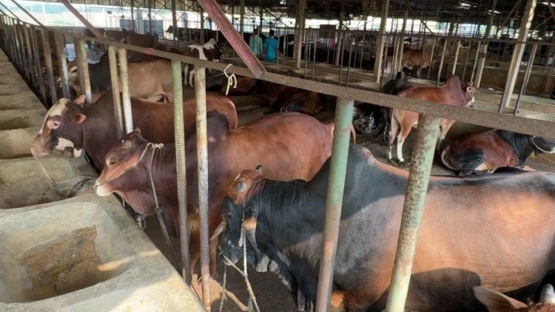কোরবানির পশুর চামড়ায় দাম বাড়লো