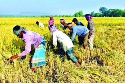 দাবদাহে পুড়ছে চুয়াডাঙ্গা, অনাবৃষ্টি–খরায় আম-লিচুসহ ফসলের ক্ষতির আশঙ্কা