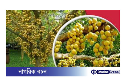 বর্ষার রানী লটকন: স্বাস্থ্যের ভাণ্ডার