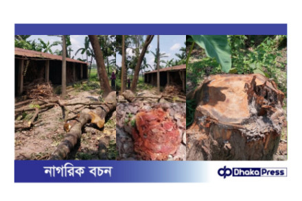 ফুলবাড়ী উপজেলার গোরকমন্ডল আবাসন প্রকল্পের লক্ষাধিক টাকার গাছ কেটে নিলো দুর্বৃত্তরা