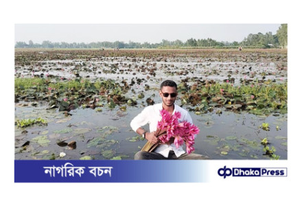 সৌন্দর্যের লীলাভূমি কুড়িগ্রামের পাটা ধোঁয়া শাপলা বিল