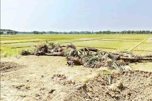 ৩০টি তালগাছ কাটায় ইউপি চেয়ারম্যানকে হাইকোর্টে তলব