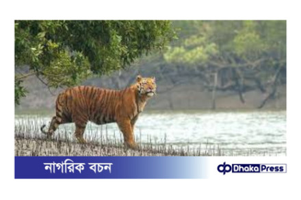 সুন্দরবন: প্রকৃতির একটি নতুন জন্ম