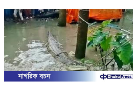 পটুয়াখালীতে জেলের জালে আটকা পড়া ঘড়িয়াল উদ্ধার