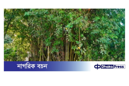 লালমনিরহাটে কম ফলনশীল জমিতে বাঁশ চাষ করে লাভবান হচ্ছে কৃষকরা