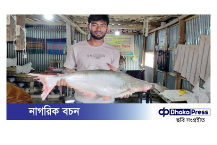 পটুয়াখালীতে ধরা পড়া ১০ কেজি ৫০০ গ্রামের বিশাল পাঙাশ, বিক্রি হলো ৭৬০০ টাকায়