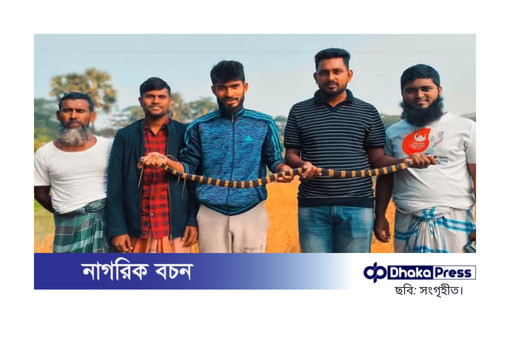 ধানখেত থেকে বিষধর শঙ্খিনী সাপ উদ্ধার