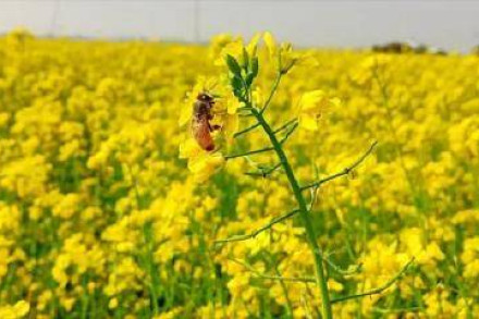 সরিষা আবাদে আগ্রহ কুড়িগ্রামের কৃষকের, উৎপাদন হবে তেলবীজ 