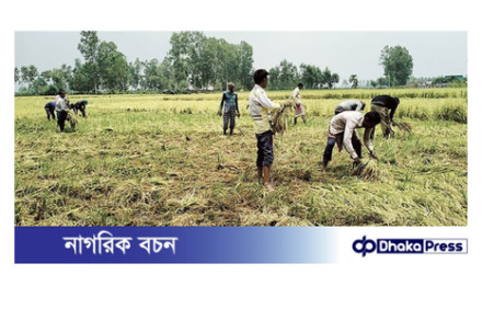 বৈশাখী ঝড়ো বাতাস বোরো ধান চাষীদের দুশ্চিন্তা