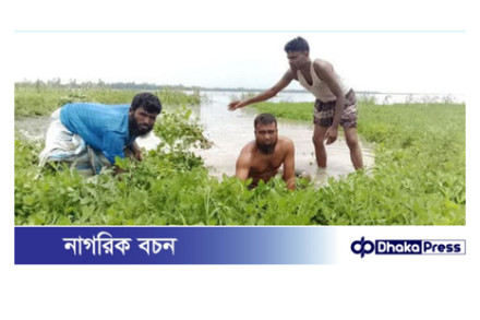 তিস্তার পানি বাড়ায় তলিয়ে গেছে বাদামসহ রবিশষ্য
