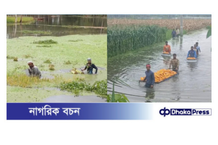 কুড়িগ্রামে টানা বৃষ্টি ও ঢলে ২৯৯ হেক্টর ফসলি জমি পানির নিচে