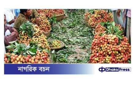ঈশ্বরদীতে লিচুর উৎপাদনে বিপর্যয়, বাজারে অপরিপক্ব লিচুর দাপট