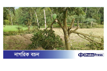 চারঘাটে রায়পুর পৈত্রিক সম্পত্তিতে থাকা আমগাছ,কলাগাছ ও মেহগনি গাছ কেটে সাবাড় করেছে দুর্বৃত্তরা 