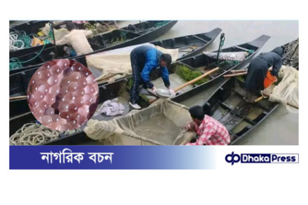 হালদা নদীতে পূর্ণোদ্যমে ডিম ছেড়েছে কার্প জাতীয় মা মাছ