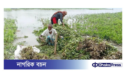 কুড়িগ্রামে তলিয়েছে বাদাম ক্ষেত, তলিয়েছে কৃষকের স্বপ্ন