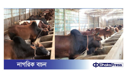 কেজিতে বিক্রি হচ্ছে কুড়িগ্রামের খামারে গরু-ছাগল