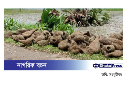 ঝালকাঠিতে তালগাছ কেটে শতাধিক বাবুই পাখির ছানা হত্যা, দুটি মামলা দায়ের
