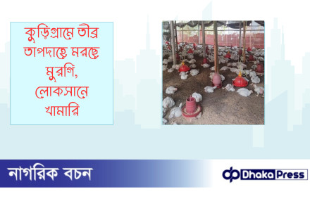 কুড়িগ্রামে তীব্র তাপদাহে মরছে মুরগি, লোকসানে খামারি