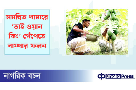 সমন্বিত খামারে ‍‍‘তাই ওয়ান কিং‍‍’ পেঁপেতে বাম্পার ফলন