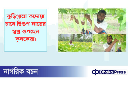 কুড়িগ্রামে কদোয়া চাষে দ্বিগুণ লাভের স্বপ্ন গুণছেন কৃষকেরা