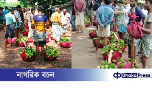 কাঞ্চনাবাদের সুস্বাদু লাল পেয়ারা সারা দেশে ব্যাপক চাহিদা:ফলন ভালো হওয়ায় উৎফুল্ল চাষিরা...!