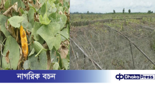 অতি বৃষ্টি ও বন্যায় কুড়িগ্রামে পটল চাষিদের মাথায় হাত