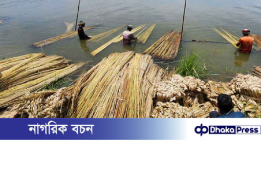 বাংলাদেশের কাঁচাপাট ১২ দেশে রপ্তানি