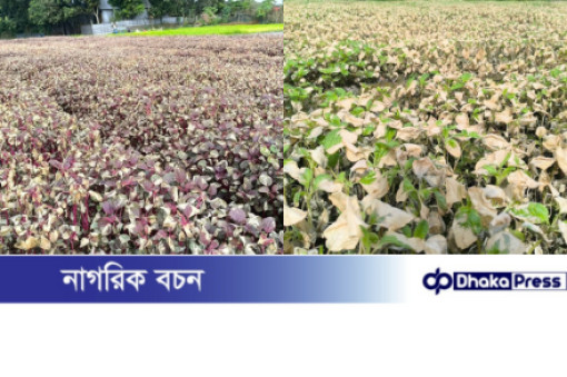 দেবিদ্বারে কৃষকের ৬০ শতাংশ জমির শাক নষ্ট, ব্যবসায়ীর বিরুদ্ধে অভিযোগ