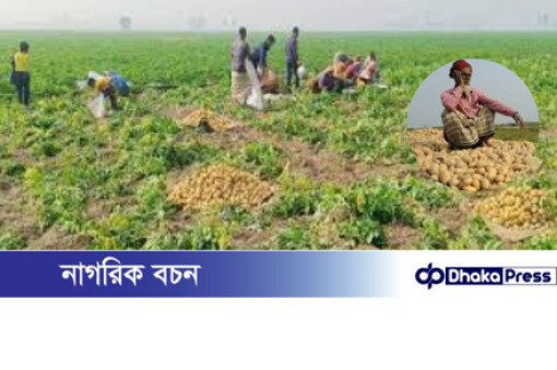 অধিক চাষ ও অতিরিক্ত সরবরাহে আলুর দামে ধস