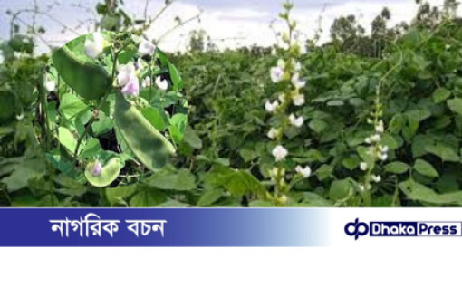 মুরাদনগরে আগাম শীতকালীন শিম চাষে সাফল্যের মুখে কৃষকরা