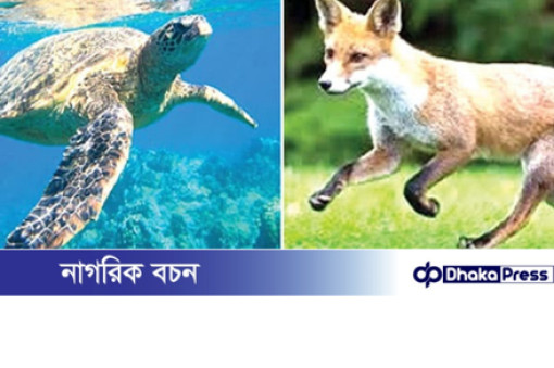 শিয়াল থেকে কাছিম সবই পাচার হয়!!