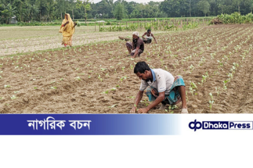 কুড়িগ্রামে সার-বীজ সংকট, দুশ্চিন্তায় আগাম সবজি চাষিরা