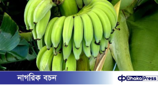 গর্ভাবস্থায় কাঁচা কলা খাওয়া কি নিরাপদ?