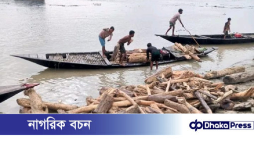 ভারত থেকে ভেসে আসা কাঠের সঙ্গে সাপও আসছে, আতঙ্কে চিলমারীর নদীতীরের মানুষ।