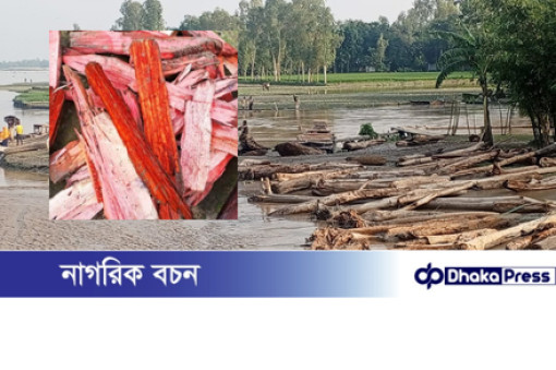 ভারত থেকে ভেসে আসা গুঁড়ি কুড়িগ্রামে ‘লাল চন্দন’ ভেবে বিক্রির ধুম