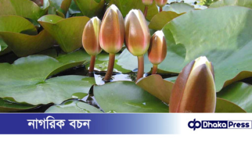 ইসির প্রতীক তালিকায় ‘শাপলা কলি’ গেজেট প্রকাশ