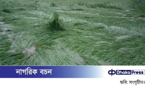 বৃষ্টির পানিতে তলিয়ে গেছে মাঠ, ঝুঁকিতে রোপা আমন ধান বৃষ্টির পানিতে তলিয়ে গেছে মাঠ, ঝুঁকিতে রোপা আমন ধান