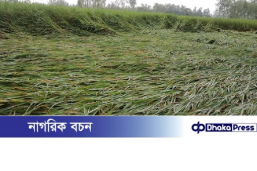 নাগেশ্বরীতে বৃষ্টি-বাতাসে নুয়ে পড়েছে ধান, কৃষকের চোখে চিন্তার ছাপ