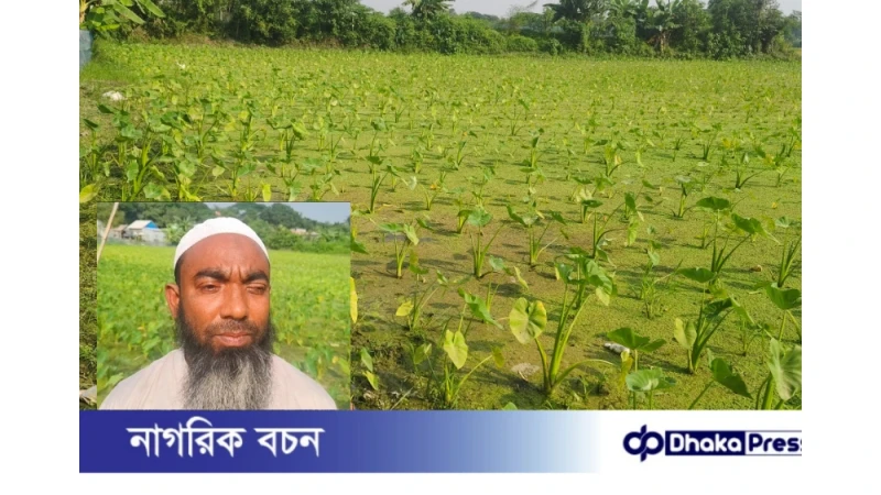 মুরাদনগরে শিক্ষক ও কৃষি উদ্যোক্তার কচু চাষে নতুন দৃষ্টান্ত