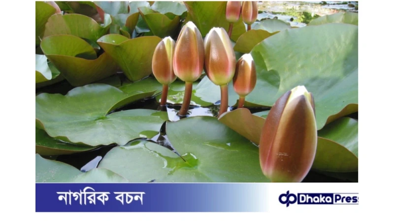 ইসির ওয়েবসাইটে ‘শাপলা কলি’ প্রতীক প্রকাশ পেল এনসিপি