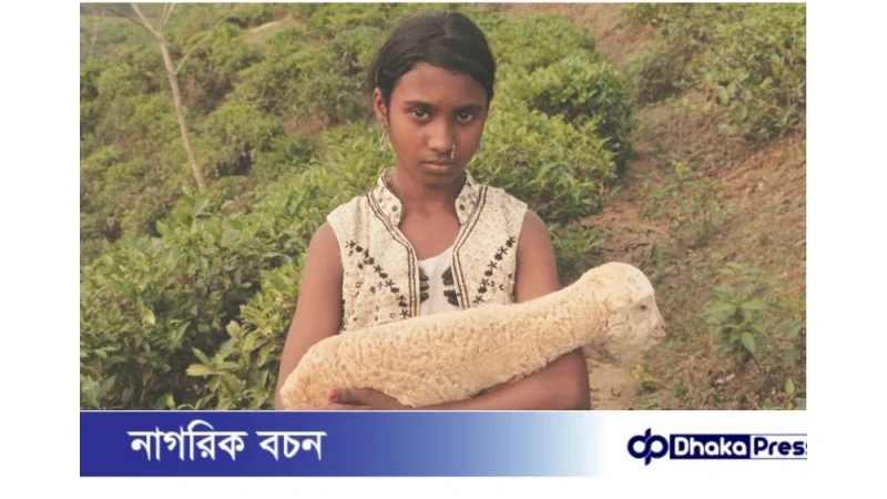 নিশি: চা-বাগানের মেয়ে থেকে আন্তর্জাতিক পর্দার জয়ী – এবার বাংলাদেশে