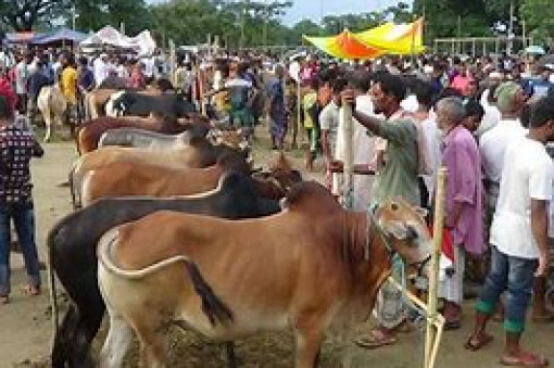 আনোয়ারা তৈলারদ্বীপ সরকার হাটে উঠল কোরবানির পশু