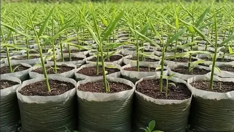 আধুনিক কৃষি পদ্ধতি ব্যবহার করে আদা ও কলা চাষে লিটনের অনন্য সাফল্য