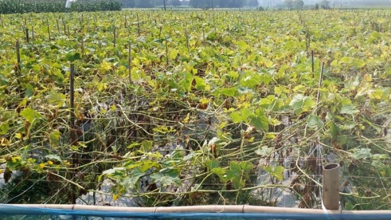 শসা চাষে লোকসান, হতাশায় সিংগাইরের কৃষক