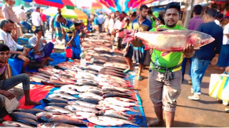 শতবর্ষী ঐতিহ্যের টানে মুরাদনগরে মাছের মেলা, কোটি টাকার বেচাকেনায় উপচে পড়া ভিড়