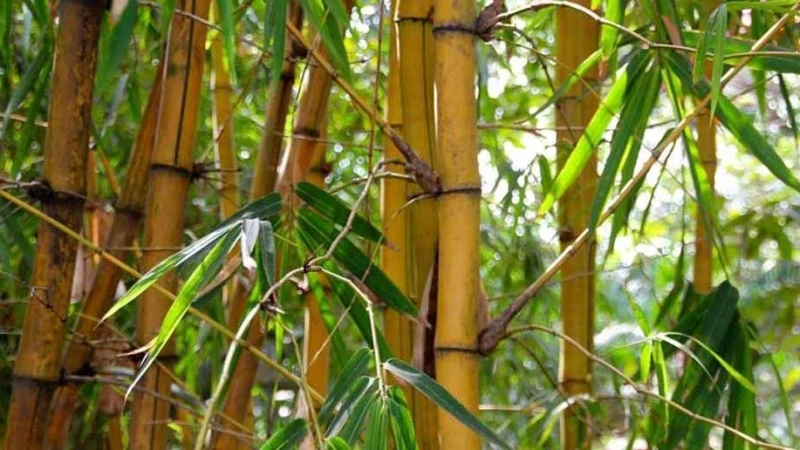 বাঁশ কেন খাবেন, কীভাবে নিশ্চিন্তে খাবেন?