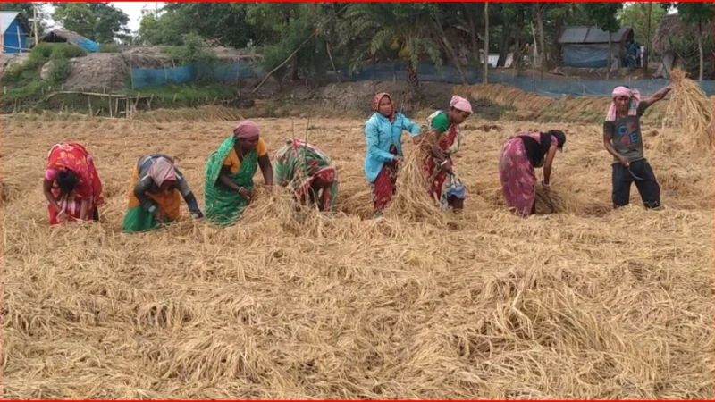 শ্রমিক সংকট ও দরপতনে বিপাকে কৃষক, বৃষ্টিতে তলিয়ে যাচ্ছে বোরোর স্বপ্ন