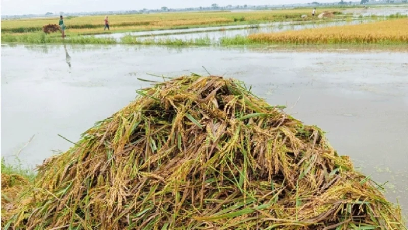 হাওরে আকস্মিক বন্যায় পানির নিচে স্বপ্নের ফসল