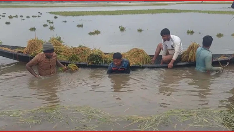 এক রাতের বৃষ্টিতে ভেসে গেল কৃষকের স্বপ্ন, হাওরাঞ্চলে ব্যাপক ফসলহানি